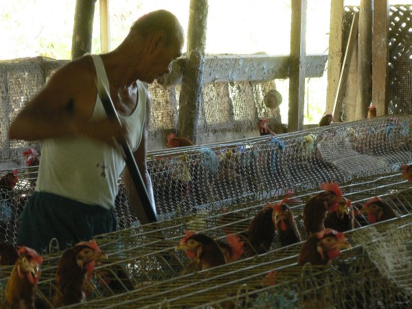 43- Assam et ses poules 